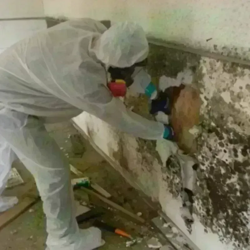 Mold Remediation and Removal in Trimble County, KY